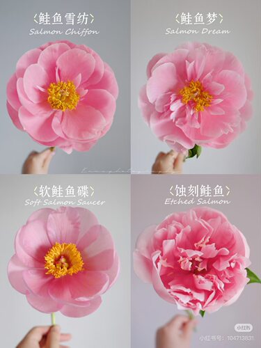 鲑鱼雪纺蚀刻鲑鱼软碟三文鱼鲑鱼梦山东重瓣芍药花鲜花新鲜切花束