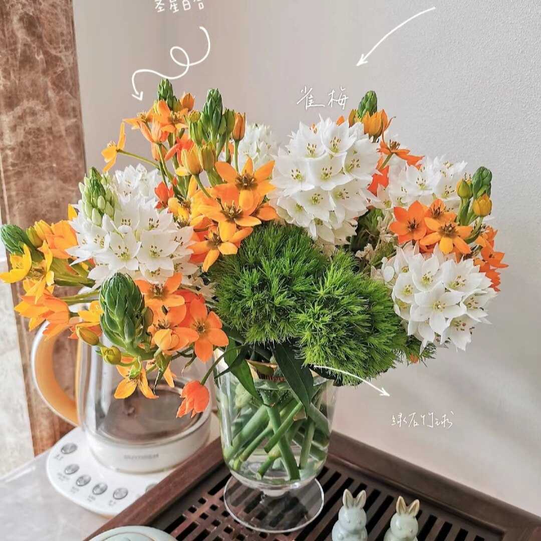 天鹅绒伯利恒之星猫眼雀梅圣心星百合新鲜切花绿毛球水养赵露思