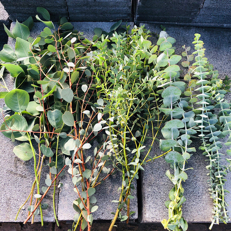 爱心形型钱串苹果桉树尤加利叶果子插新鲜切花配草巴西苹果圆细叶