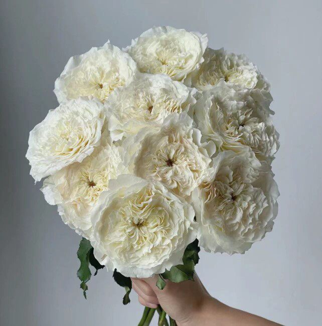 林奇弗洛斯宏博耐心桃花源玫昂红幻多头泡泡动力保真新鲜切花玫瑰