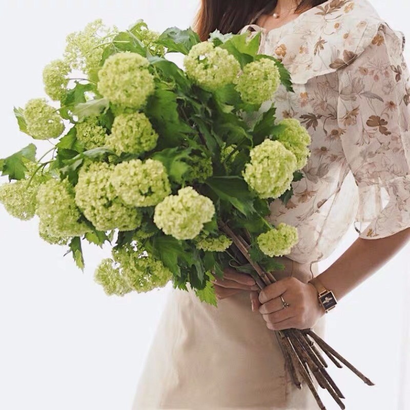 进口国产木绣球花迎客豆重瓣莫奈白紫色绣球干新鲜切花材水培鲜花图片