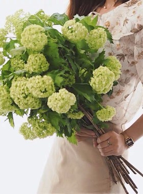 进口国产木绣球迎客豆重瓣莫奈红橙白紫色绣球干新鲜切花枝条水培