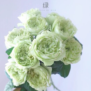 80支夏雨荷多头泡泡绿巨人闪电韵茵玉庞贝琉璃翠绿色玫瑰新鲜切花