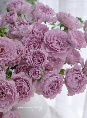 娃娃公主白粉桃梅拉粉色香精紫色蜻蜓气场多头泡泡玫瑰新鲜切花