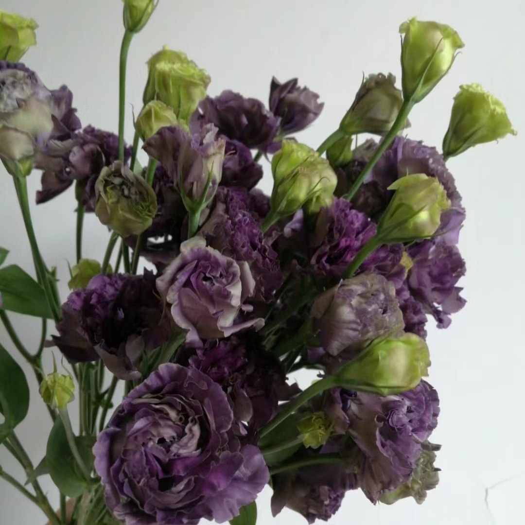 立深幺桃艳霞知秋波浪浅紫翠绿珠光白酒红色洋桔梗花新鲜切花材