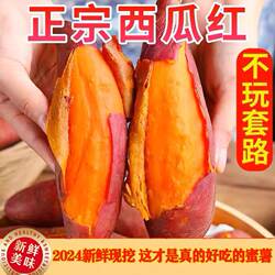 2025连州特产高山番薯西瓜红鸡蛋黄蜜薯糯粉甜农家种地瓜5斤10斤