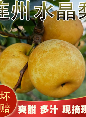 连州水晶梨潭岭现摘现发当季水果翠冠梨爽甜无渣黄花梨10斤省内包