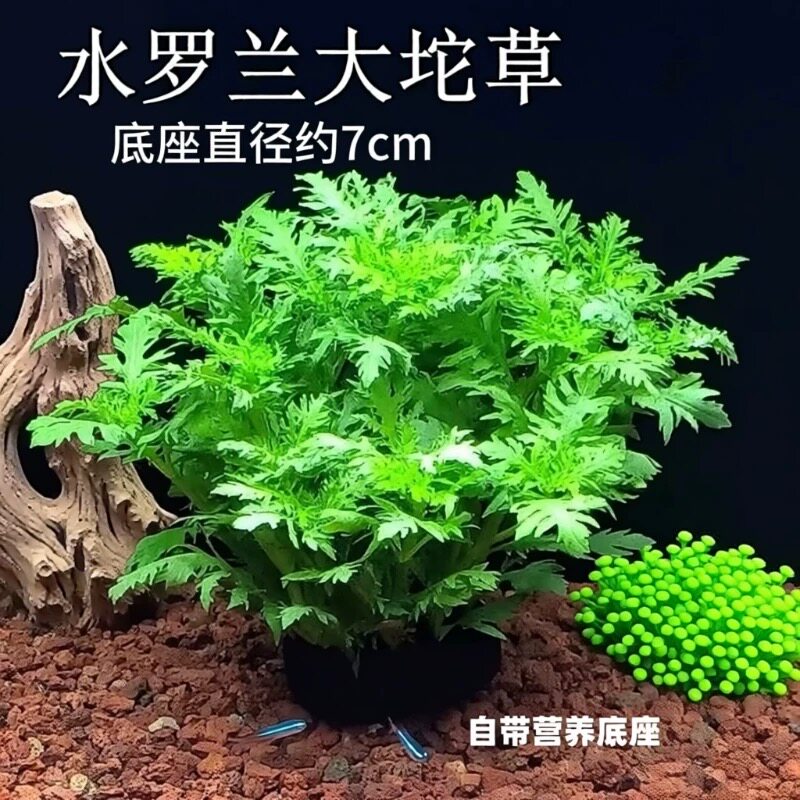 水罗兰坨草鱼缸造景水草绿植