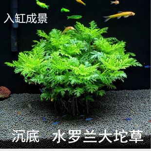 水罗兰懒人增氧植物鱼缸造景后景阴性新手真草净化水质水草易养活