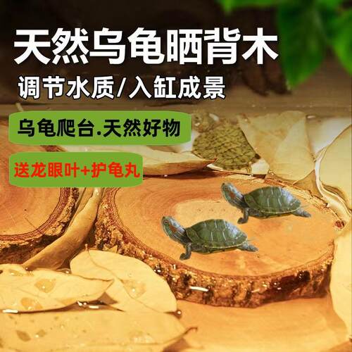 原生态免煮天然龙眼木乌龟晒背台造景沉木悬浮爬坡立体防腐皮防甲