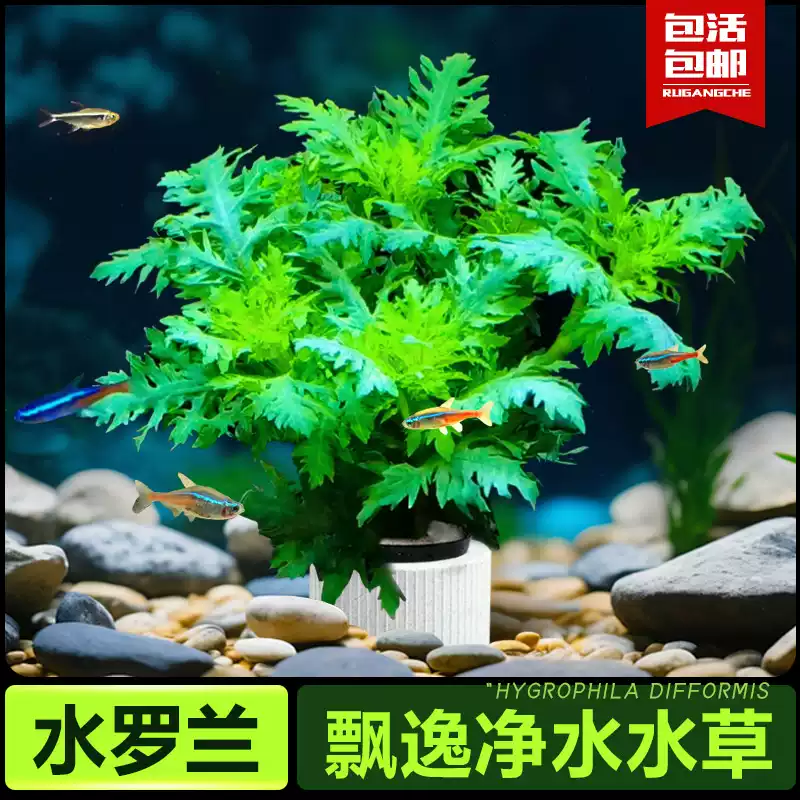 水罗兰大坨草缸造景水草