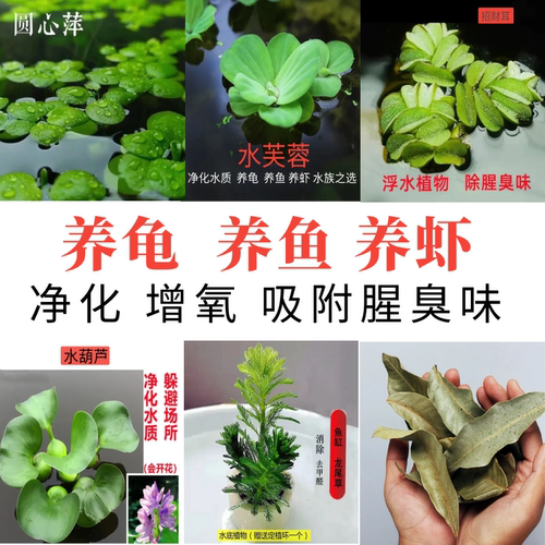 长尾壁虎漂浮水草乌龟缸造景
