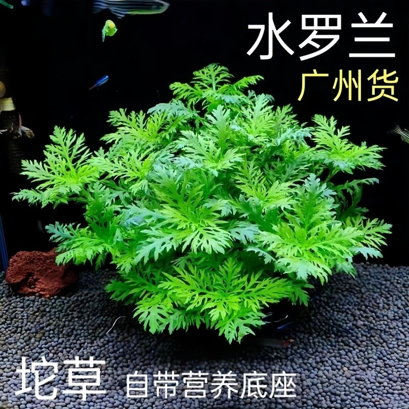 水罗兰大坨草缸造景水草植物