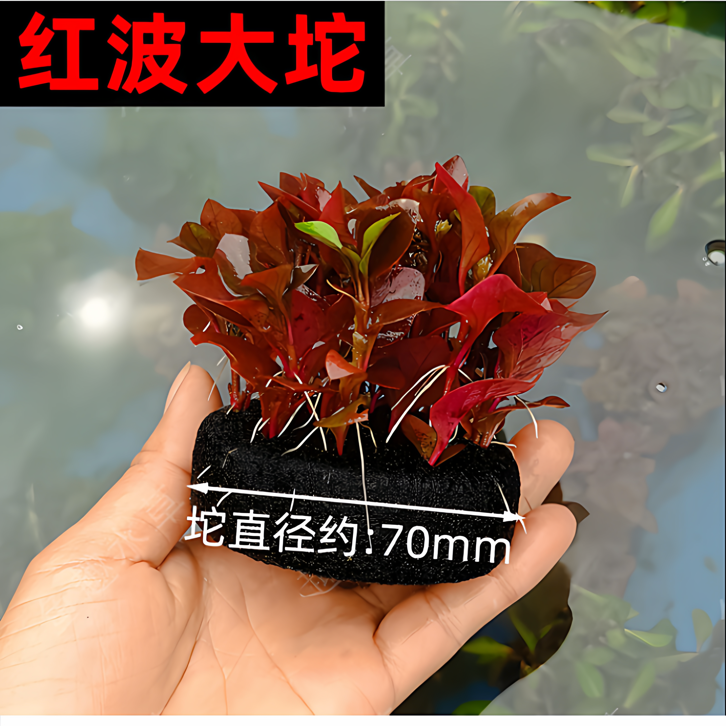 红波坨草DIY种植营养底座养鱼