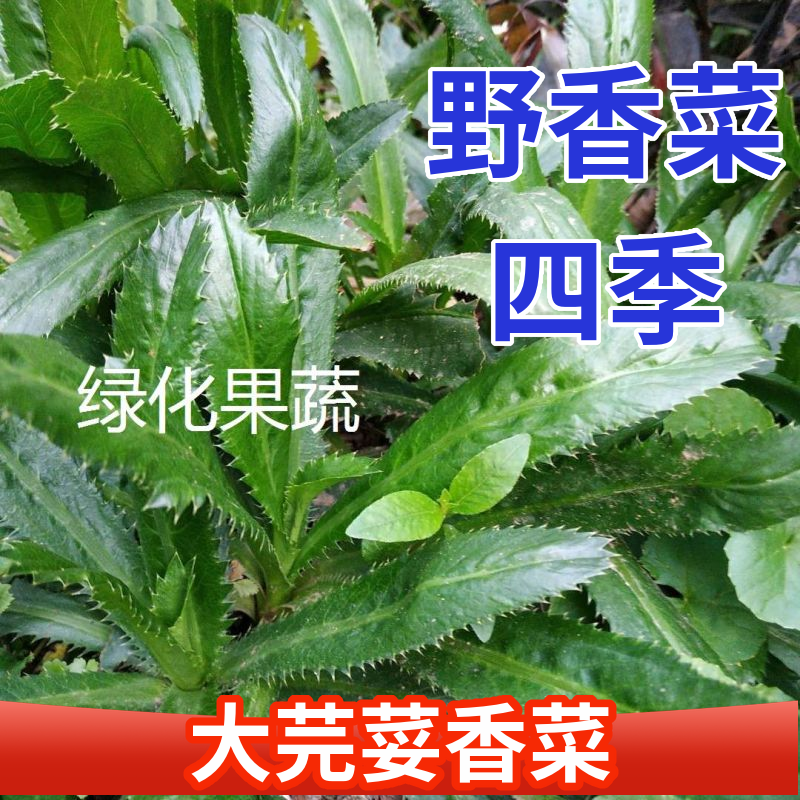 广东香菜云南大香菜山野菜大芫荽广西盐茜老缅刺芫荽香菜盆栽带根-封面