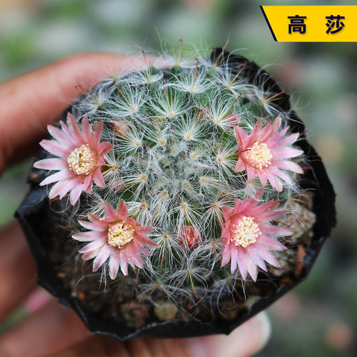 高莎实生仙人球高沙突易度夏组合