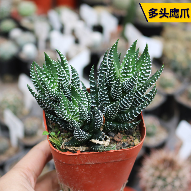 阳台好养美观多肉植物
