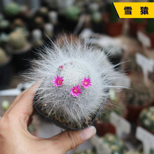 花田舍好养防辐射雪猿开花美观