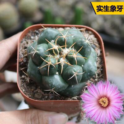 开花美观阳台庭院小盆栽