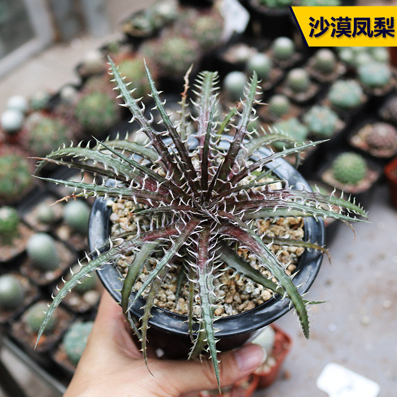沙漠凤梨多肉植物紫黑色开花美观好养绿植花卉阳台庭院小盆栽