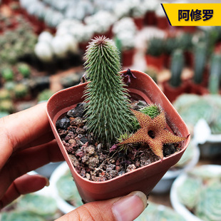 花田舍 阿修罗多肉植物 开花萝藦科无刺群生多头仙人球阳台小盆栽