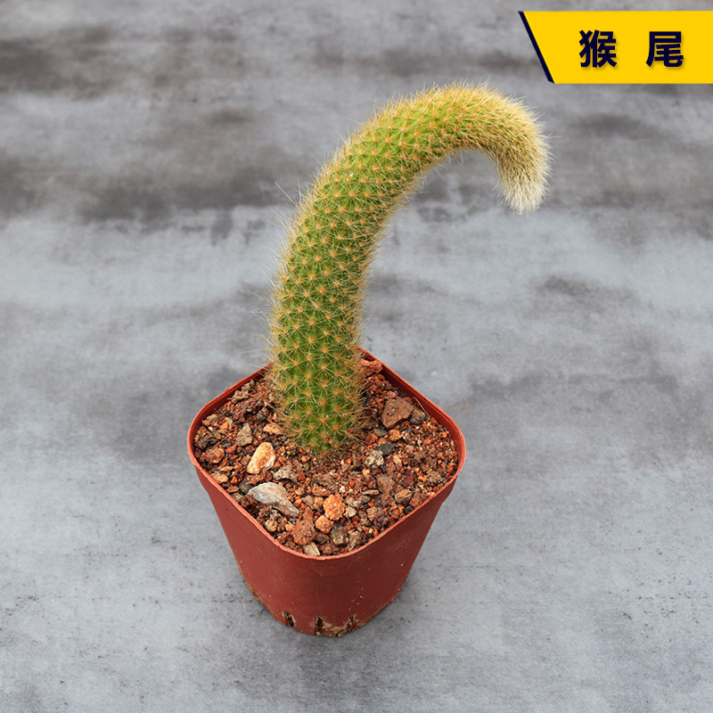 花田舍好养猴尾开花美观