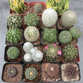 日出 易养活新手组合短毛丸 实生仙人球仙人掌合集 仙人柱根系好