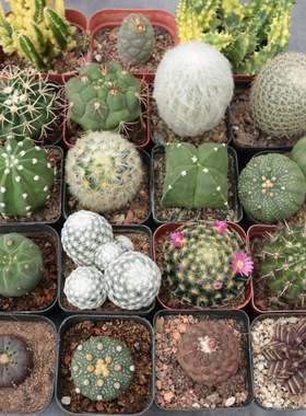 实生仙人球仙人掌合集 仙人柱根系好 易养活新手组合短毛丸 日出