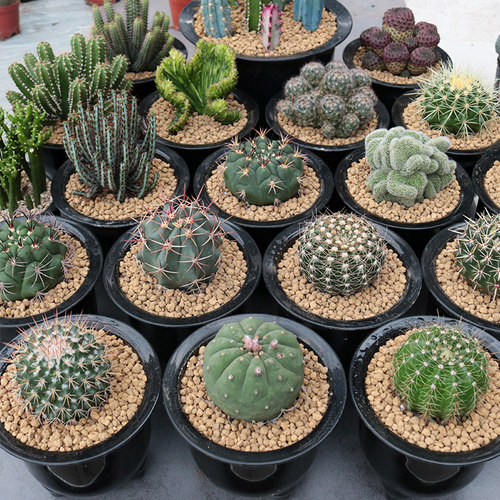 仙人球开花小盆栽多肉植物