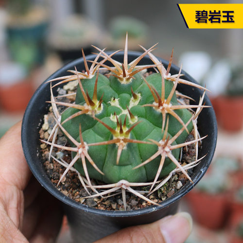 花田舍好养仙人球开花美观