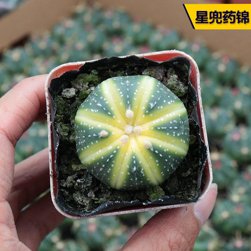 药锦星兜实生趣味黄花仙人球