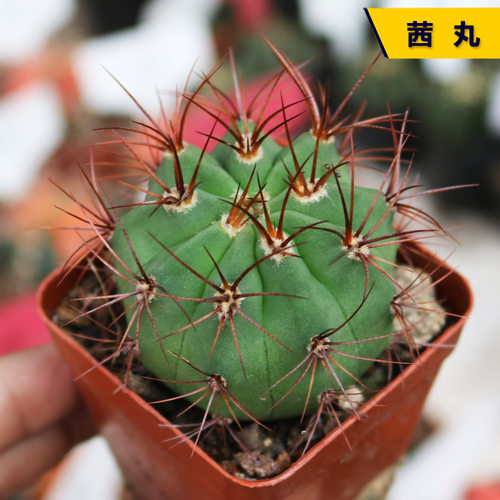 茜丸火焰龙实生仙人球趣味小盆栽