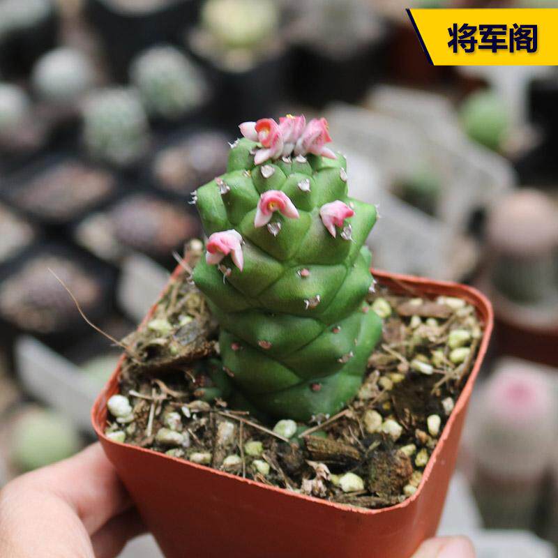 将军阁大戟科多肉植物稀有开花美观好养易度夏阳台庭院观赏小盆栽