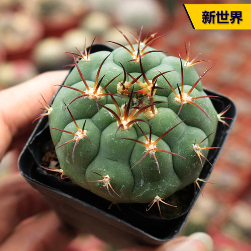 新世界实生仙人球趣味小盆栽开花