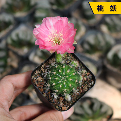 花田舍好养桃妖开花美观仙人球