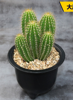 大凤龙群生仙人柱造型多头仙人球仙人掌多肉植物耐干旱易度夏盆栽