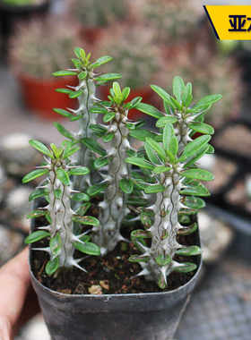 阳台多肉植物盆栽好养美观