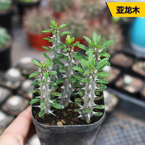 阳台多肉植物盆栽好养美观