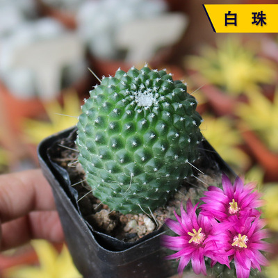 开花美观好养无刺白珠仙人球