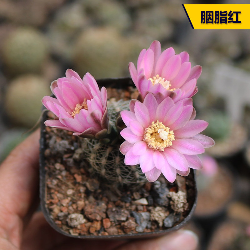 实生胭脂红仙人球稀有开花粉花勤花罗星丸仙人掌多肉阳台小盆栽