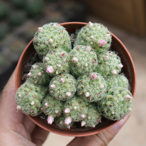 花田舍好养实生开花美观仙人球