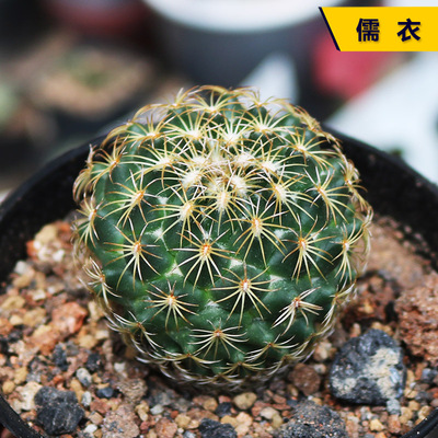 儒衣实生仙人球精品庭院小盆栽