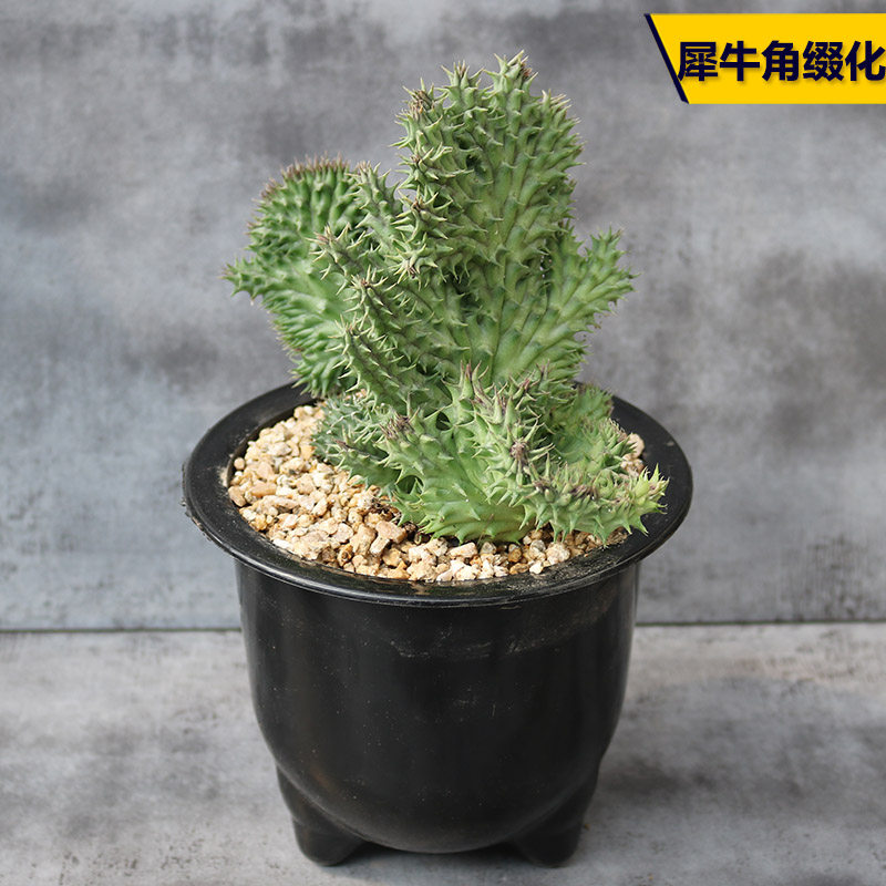 缀化犀牛角多肉植物开花美观好养萝藦科阳台庭院观赏绿植花卉盆栽_虎窝淘