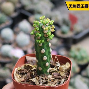 无刺霸王鞭大戟科多肉植物趣味稀缺开花好养易度夏绿植花卉小盆栽