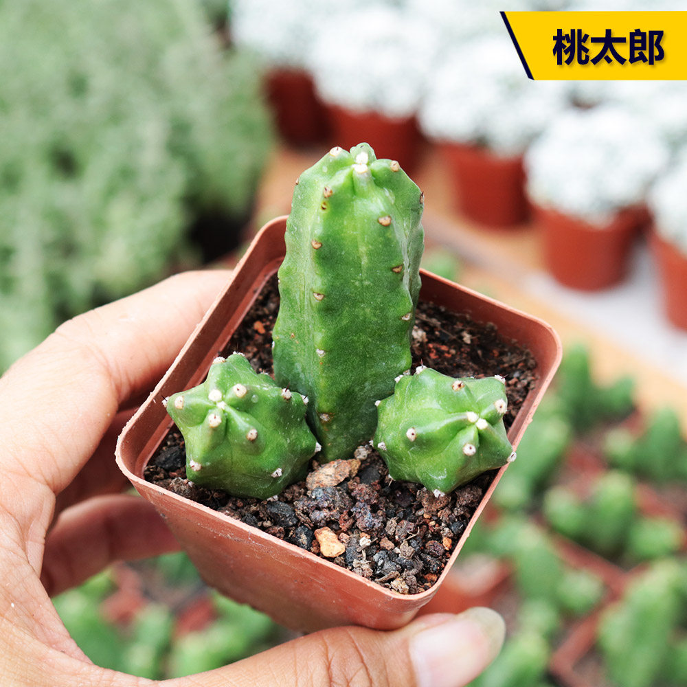 桃太郎仙人球多肉植物馆开花仙人掌北欧创意小盆栽室内防辐射桌面在类目 鲜花速递/花卉仿真/绿植园艺, 花卉/绿植盆栽（新）, 多肉植物中 - 来自Buy2taobao.com提供专业的淘宝代购服务