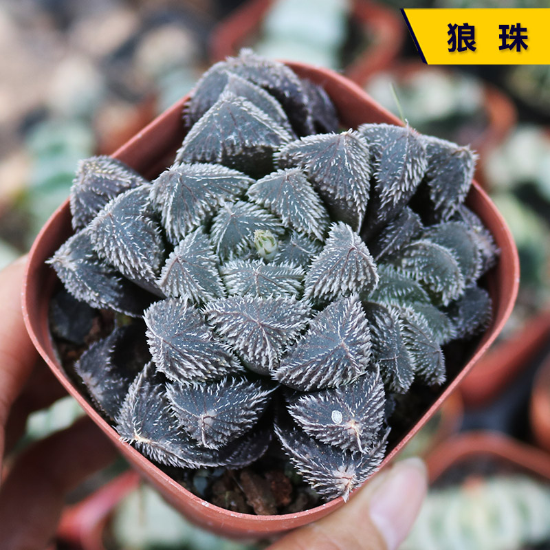 阳台好养狼珠玉露多肉植物