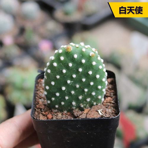 好养美观白天使仙人掌