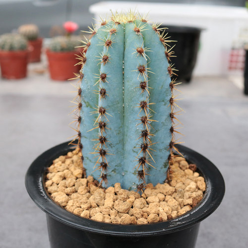 金清墨西哥北欧风格仙人柱