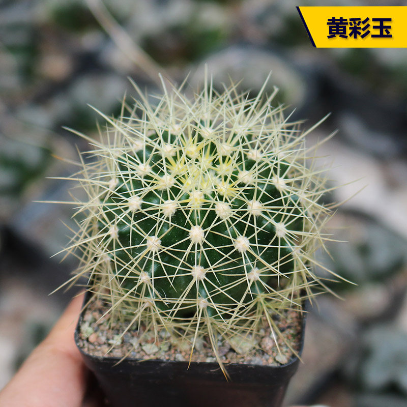 黄彩玉实生仙人球硬刺强刺开花美观好养仙人掌多肉阳台庭院小盆栽