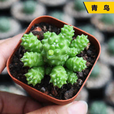 阳台好养开花美观仙人球